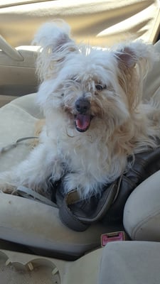 horizon pet supply winchester