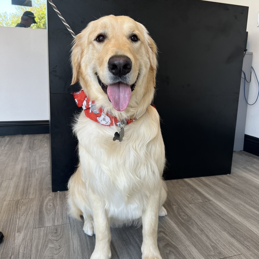 Royalty Pet Spa - Pet Groomers Near Me - Las Vegas, Nevada Royalty Pet Spa - Pet Groomers Near Me - Las Vegas, Nevada