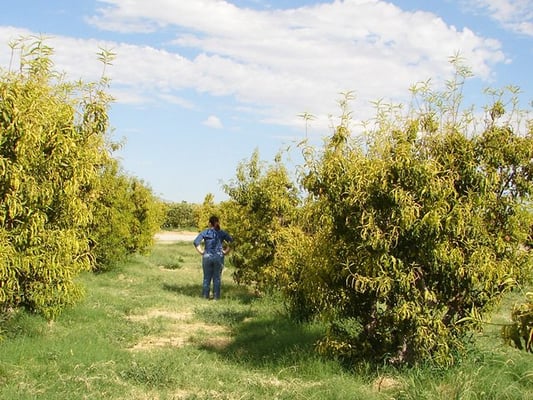 Gilcrease Orchard by null