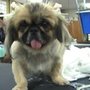 Photo of J Dogs Grooming Service