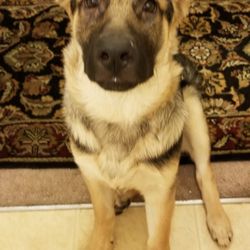 Hound Hearts