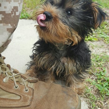 The Pet Warehouse - This is our yorkie now after purchasing him for $1150, and about $1600 TOTAL after his medical bills! - Pet Stores Near Me - Jacksonville, North Carolina The Pet Warehouse - This is our yorkie now after purchasing him for $1150, and about $1600 TOTAL after his medical bills! - Pet Stores Near Me - Jacksonville, North Carolina