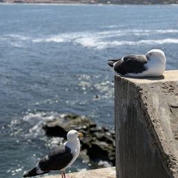Seagulls Seagulls