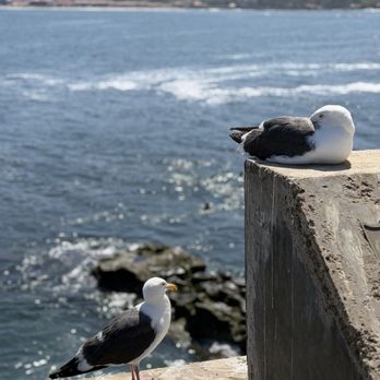 La Jolla Cove - Seagulls - Parks Near Me - La Jolla, California La Jolla Cove - Seagulls - Parks Near Me - La Jolla, California