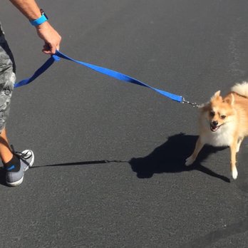 Bark Busters - Pet Training Near Me