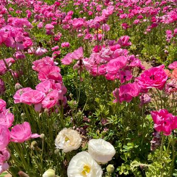 The Flower Fields - Venues & Event Spaces Near Me - Carlsbad, California The Flower Fields - Venues & Event Spaces Near Me - Carlsbad, California