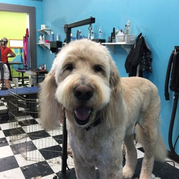 A Passion For Pets - Pet Groomers Near Me - Colchester, Vermont A Passion For Pets - Pet Groomers Near Me - Colchester, Vermont