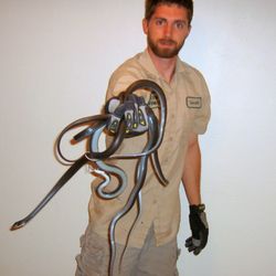 Wildlife Removal Albuquerque