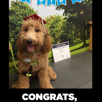 covington petco grooming