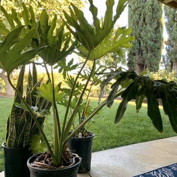 Moon Valley Nurseries - Nurseries & Gardening Near Me - Fillmore, California