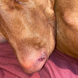 Bloody nose scab, again staff didn't see or hear it happen and if they did a "body check" like they said they would have noticed. Bloody nose scab, again staff didn't see or hear it happen and if they did a "body check" like they said they would have noticed.