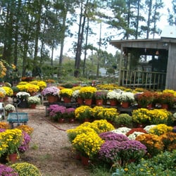 Ins-N-Outs Nursery - The first of fall is always full of color