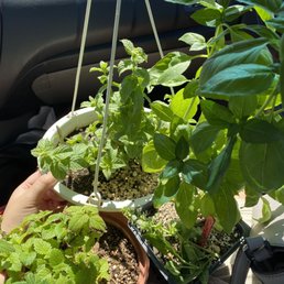Sweet basil and 2 mint plants