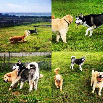 McCann's Canine Care - Dog Walkers Near Me McCann's Canine Care - Dog Walkers Near Me