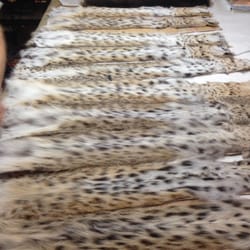 Holloway Furs - Setting up for a bobcat vest from scratch.