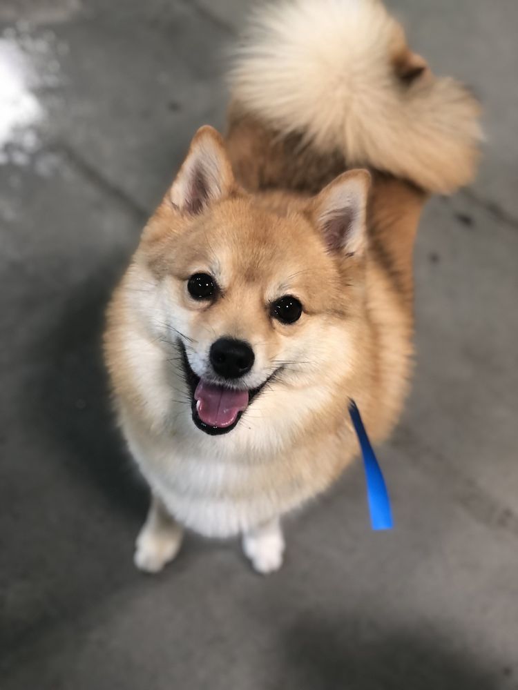 PetSuites Herriman - pet boarding facility in Herriman, UT