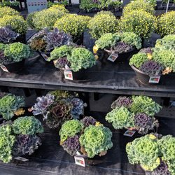 Walmart Garden Center - Walmart Garden Center