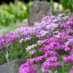 Karczma Rogata