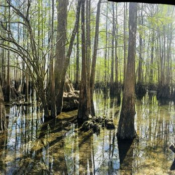 Morrison Springs - Lots of trees - Parks Near Me - Ponce de Leon, Florida