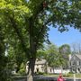 Photo of Crawford Tree & Landscape Services