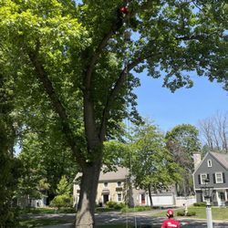 Crawford Tree & Landscape Services