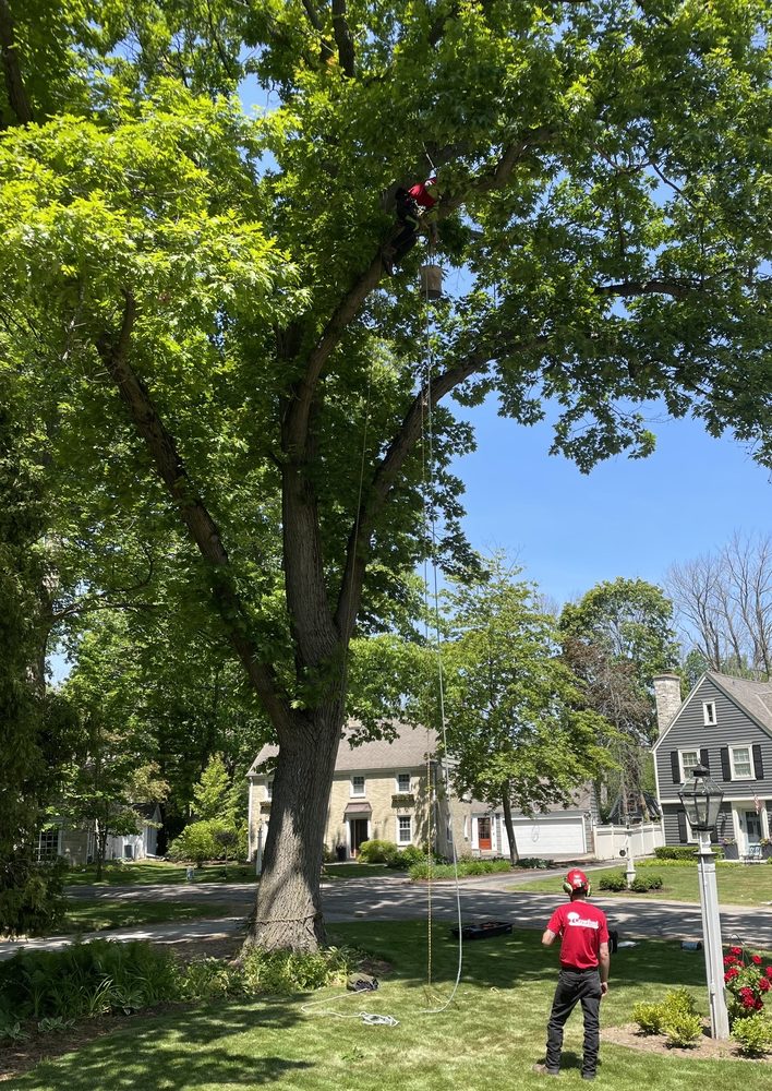 Crawford Tree & Landscape Services - tree service in Milwaukee, WI