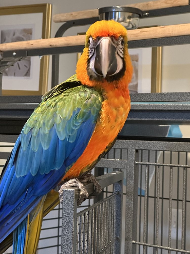Pet Creations Image