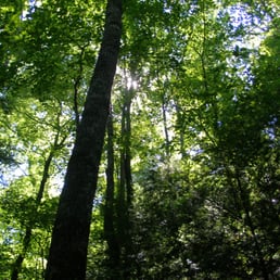 These towering trees make for stunning scenery along the hike.