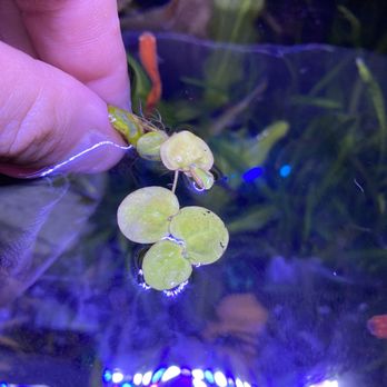 5B Aquariums - Aquarium Services Near Me - Ketchum, Idaho 5B Aquariums - Aquarium Services Near Me - Ketchum, Idaho