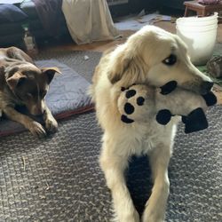 REI - My service dog that the REI employees kicked out of the store, in violation of the Americans with Disabilities Act.