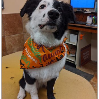 PetSmart - Pet Training Near Me - Hanover, Pennsylvania PetSmart - Pet Training Near Me - Hanover, Pennsylvania