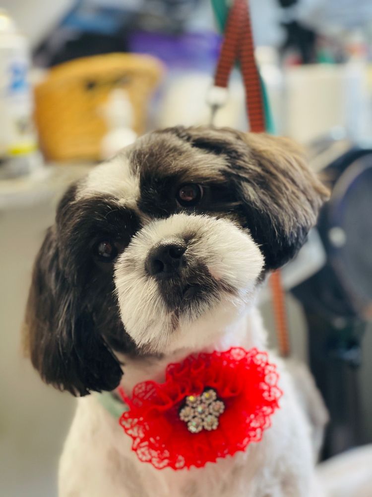 ZEN DOG GROOMING Updated March 2025 Springfield, Virginia Pet Groomers Phone Number Yelp