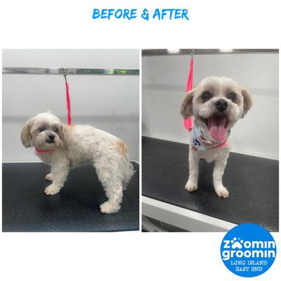 Zoomin Groomin Transformations - Our team of Professional, Friendly, Mobile Pet Groomers are on a mission: to pamper your pets and make them feel clean, happy, and oh-so-loved. We understand that your furbaby is not just a pet but an irreplaceable part of your family. Our state-of-the-art mobile grooming van is designed to bring the spa experience directly to your doorstep. We ensure a clean, safe, convenient, and stress-free pampering session for your beloved furry friend. Zoomin Groomin Transformations - Our team of Professional, Friendly, Mobile Pet Groomers are on a mission: to pamper your pets and make them feel clean, happy, and oh-so-loved. We understand that your furbaby is not just a pet but an irreplaceable part of your family. Our state-of-the-art mobile grooming van is designed to bring the spa experience directly to your doorstep. We ensure a clean, safe, convenient, and stress-free pampering session for your beloved furry friend.
