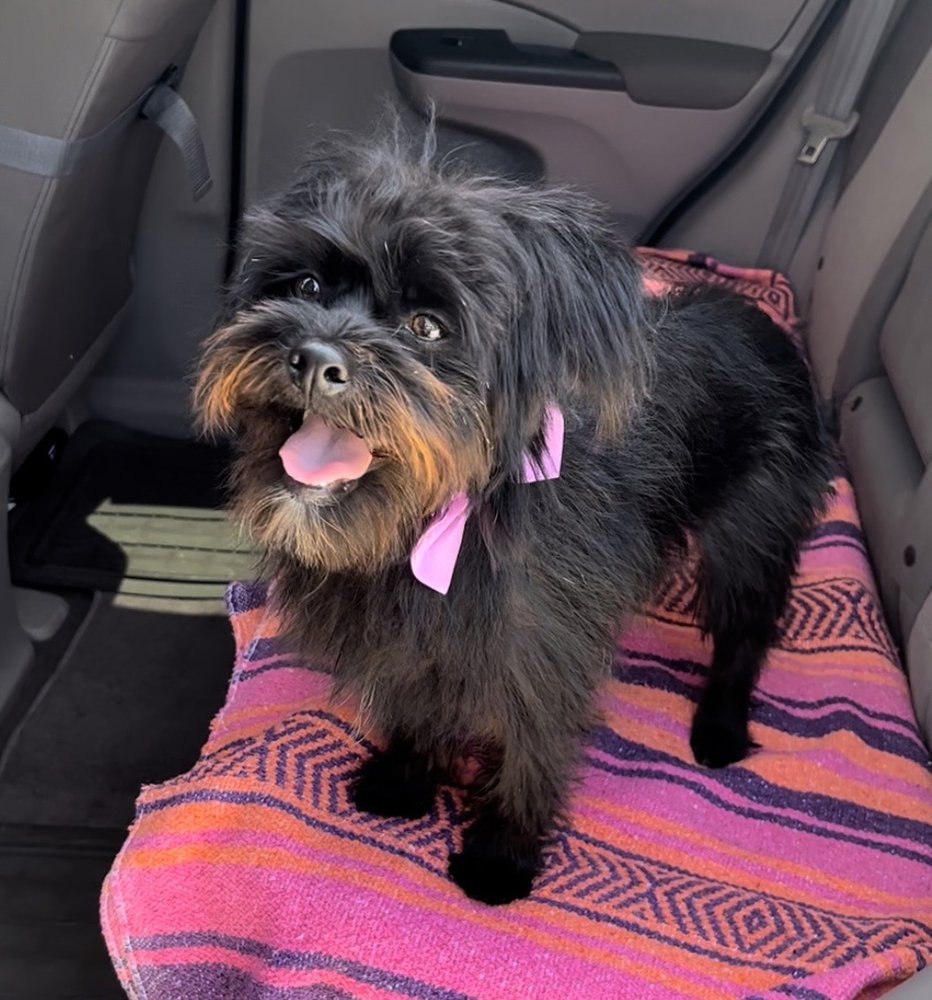 DISCOUNT PETS 164 Photos & 197 Reviews 501 N Anaheim Blvd, Anaheim