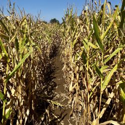 Wilkens Fruit and Fir Farm - Corn maze