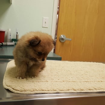 Highland Knolls Veterinary Hospital - Exam room - Veterinarians Near Me - Katy, Texas Highland Knolls Veterinary Hospital - Exam room - Veterinarians Near Me - Katy, Texas