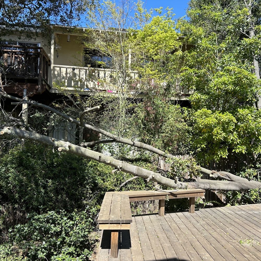 Bay Area Tree Pro - Fallen tree - Tree Services Near Me