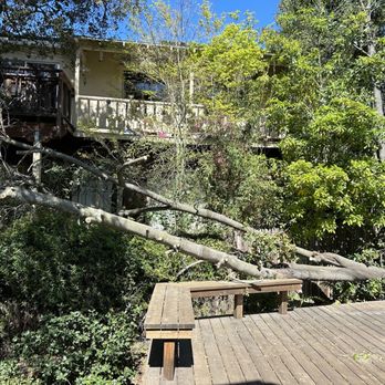 Bay Area Tree Pro - Fallen tree - Tree Services Near Me Bay Area Tree Pro - Fallen tree - Tree Services Near Me