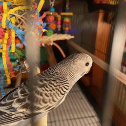 Our 1 month old Budgie.