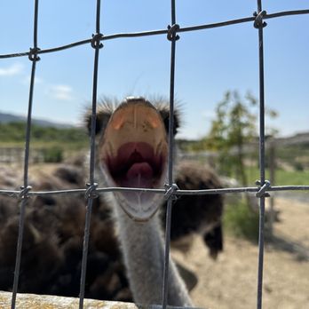 Ostrichland USA - AHHHHHHHH!!!!!!! - Attraction Farms Near Me - Solvang, California Ostrichland USA - AHHHHHHHH!!!!!!! - Attraction Farms Near Me - Solvang, California