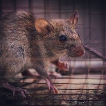 Ocal Rodent Proofing - Rat & Mice Removal Services - Pest Control Near Me - Seattle, Washington Ocal Rodent Proofing - Rat & Mice Removal Services - Pest Control Near Me - Seattle, Washington