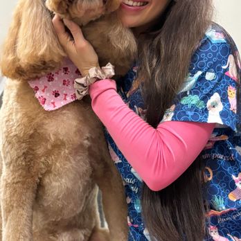 Pet Glam Spa - Pet Groomers Near Me - Tampa, Florida