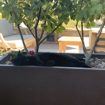 Niner Wine Estates - Robby lounging in the planter - Wine Tasting Room Near Me - Paso Robles, California Niner Wine Estates - Robby lounging in the planter - Wine Tasting Room Near Me - Paso Robles, California