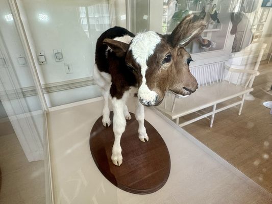 Connecticut's Old State House by null