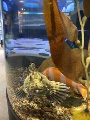Central Coast Aquarium by null