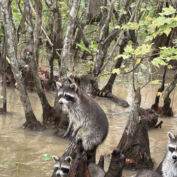 Cajun Encounters Tour Company - While in the city these adorable raccoons are known as trash pandas, their dangerous alligator neighbors are called swamp puppies. - Tours Near Me - Slidell, Louisiana