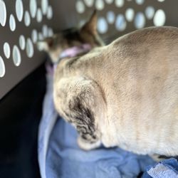 A-1 Pet Boarding and Grooming