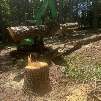 Tree Stump Removal and Excavation - excavator moving tree logs - Tree Services Near Me - Norfolk, Virginia Tree Stump Removal and Excavation - excavator moving tree logs - Tree Services Near Me - Norfolk, Virginia