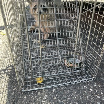 Ppius Pest Control - Raccoon removal - Pest Control Near Me - New York, New York Ppius Pest Control - Raccoon removal - Pest Control Near Me - New York, New York
