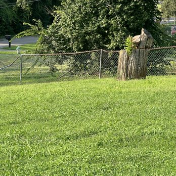Tree Doctors - One of the two tree stumps left that were supposed to be grind. . - Tree Services Near Me - Nashville, Tennessee Tree Doctors - One of the two tree stumps left that were supposed to be grind. . - Tree Services Near Me - Nashville, Tennessee